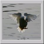 Anas sp - Stadtente 16.jpg